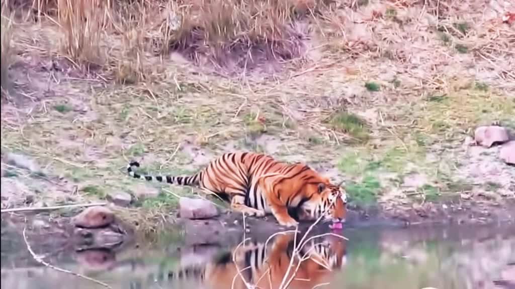 Tiger 🐅 drinking water