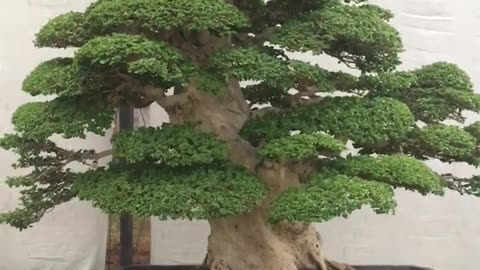 BONSAI SANCANG JUMBO