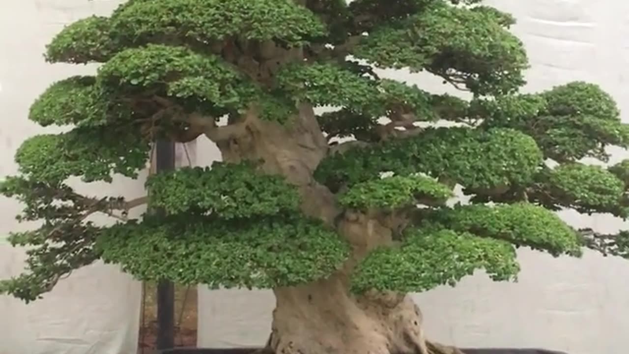 BONSAI SANCANG JUMBO