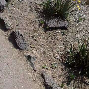 A Prickly Pear cactus growing on a Saguaro cactus and a birds nest PHX,AZ