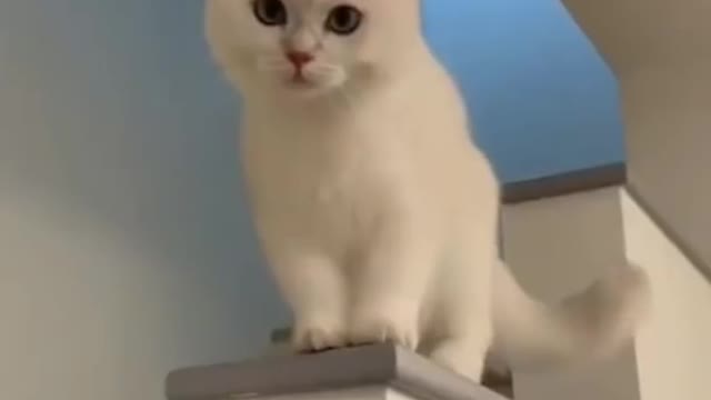 Cute Cat Laughing