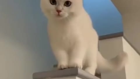 Cute Cat Laughing