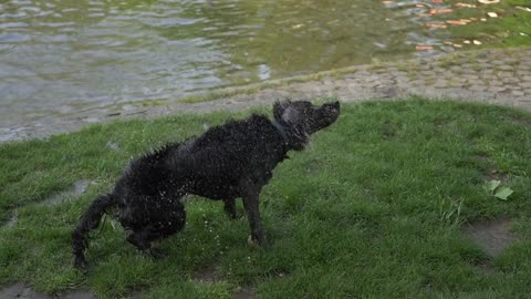 Dog playing with ball