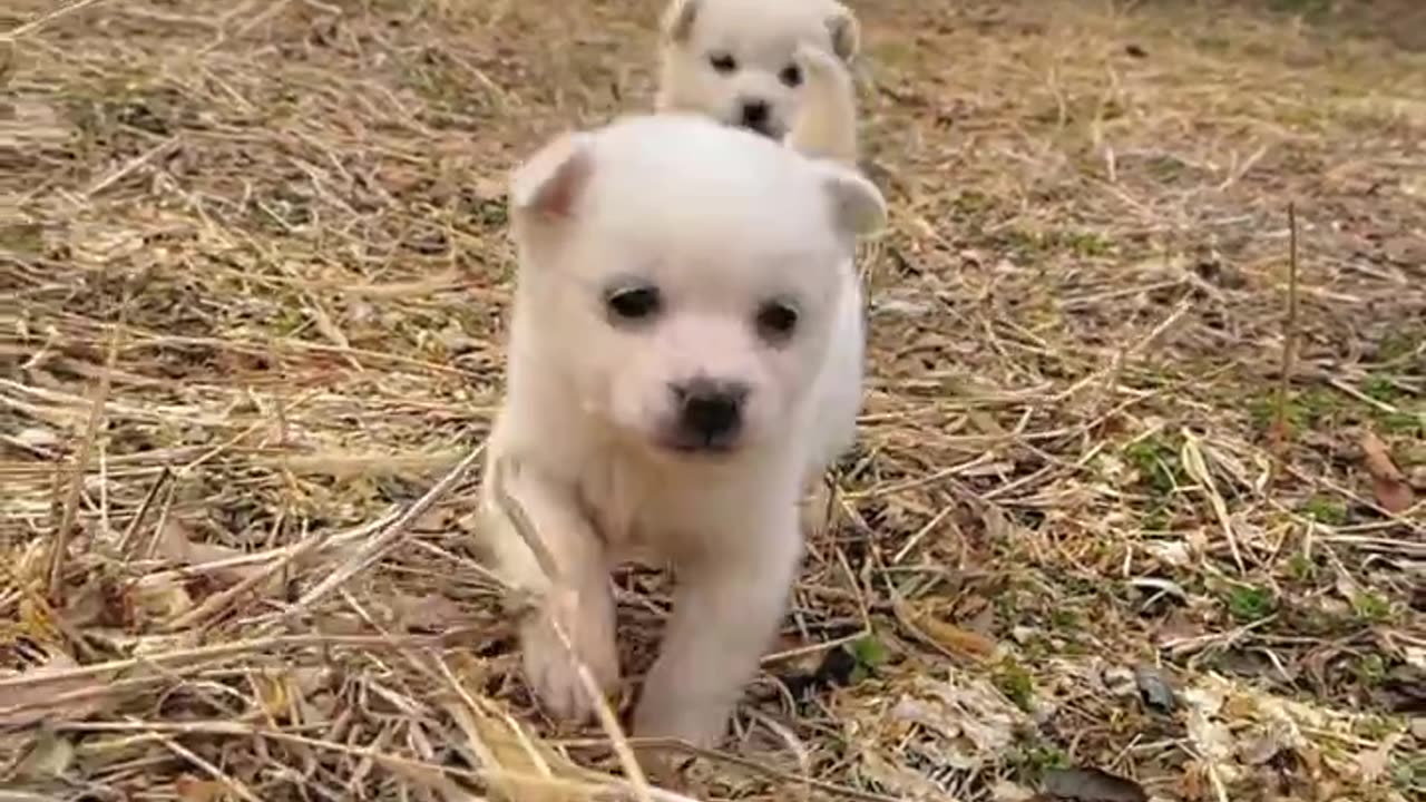 Cutest Puppies Ever! 🐾 Adorable [Puppy] That Will Melt Your Heart ❤️ | Puppy "Love" 2024