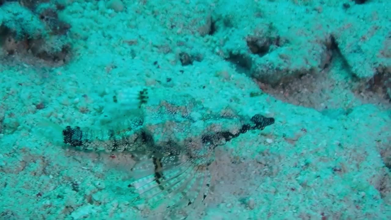 This fish at a glance looks like sand under the sea