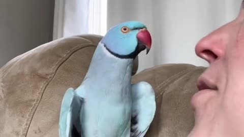 Heart shapped wings means a happy loving bird