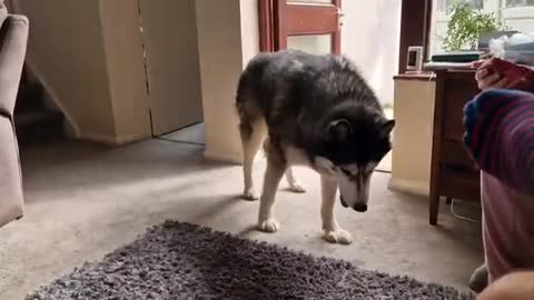 Huskies Try Cake On His Birthday! They Loved It!