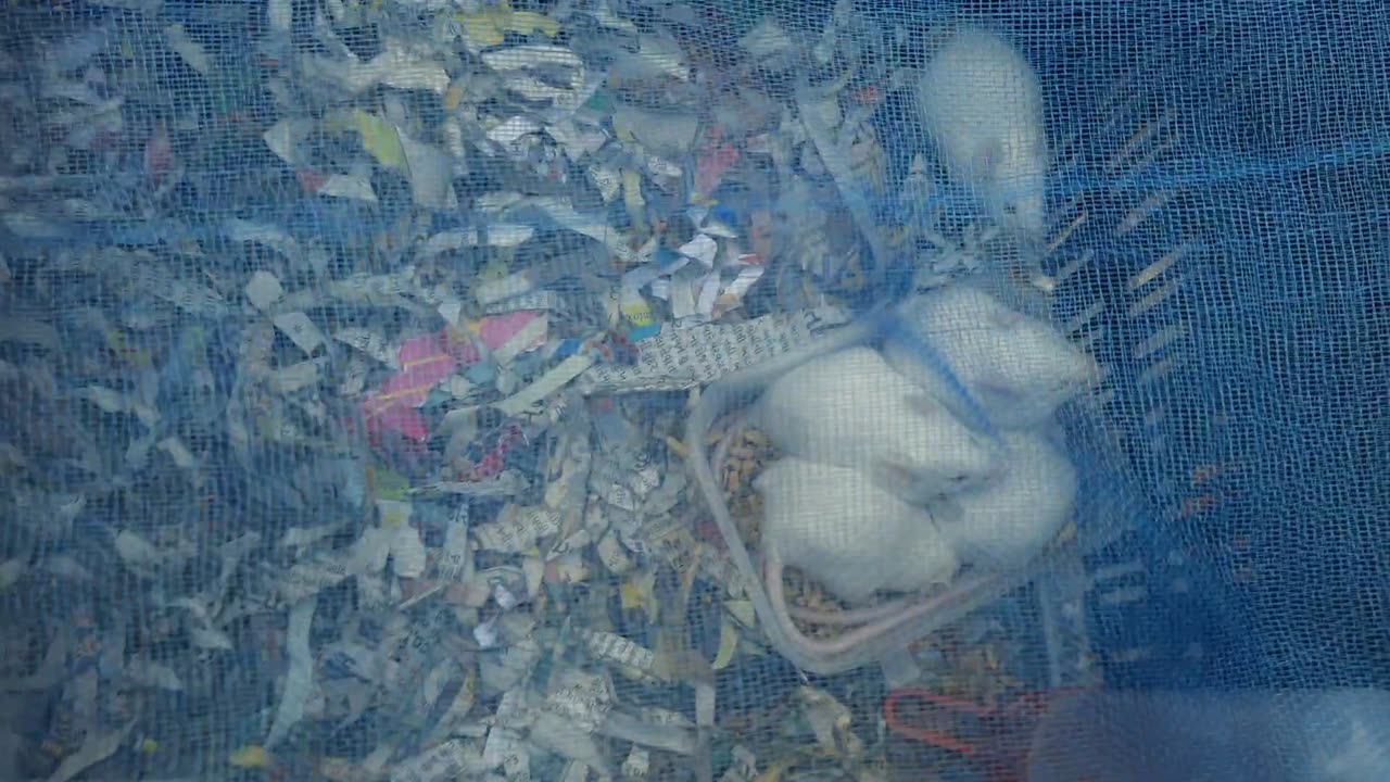 Albino Swiss Rat's For Farming