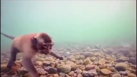 This is a beautiful and charming water-dwelling species