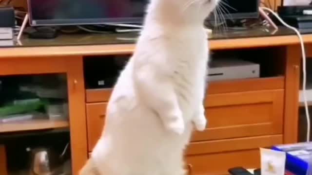 Exclusive treatment of unhappy cats funny video (2)