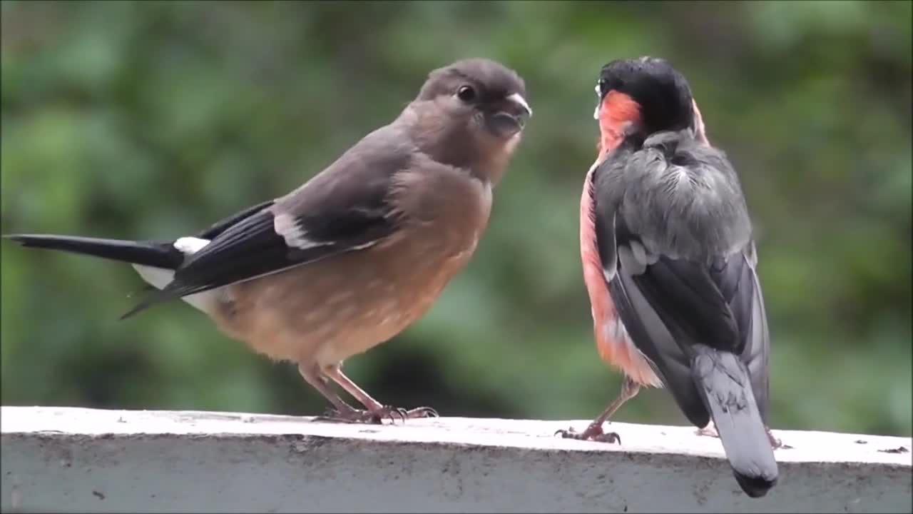 Gimpel Blood Weasel Fledgling Bullfinch Lark Rat