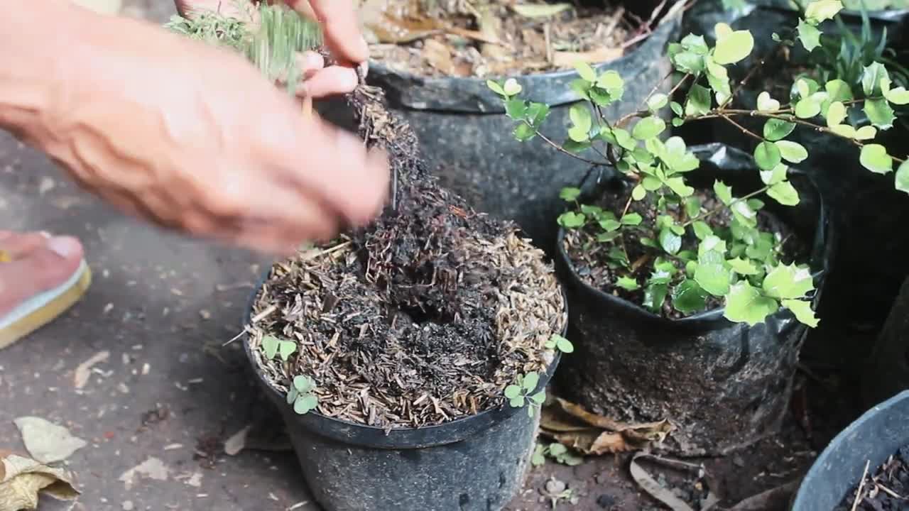 Bonsai diary || repotting a mini bonsay juniperus chinensis