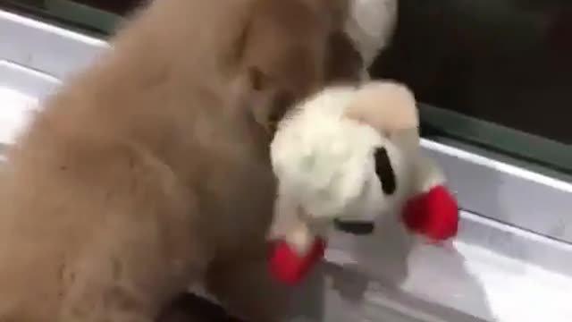 The dog is holding the toy in its mouth.