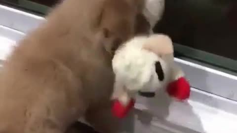 The dog is holding the toy in its mouth.