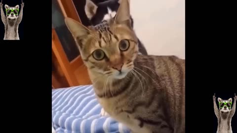 New Funny Animals Video 2023 | Funniest Cats and Dogs Videos | New Funny Video Of Cat And Dogs