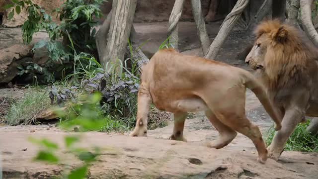 Lion (Panthera Leo) Couple Relax In The Wild