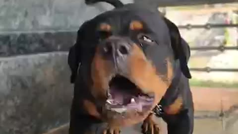 Dog funny video