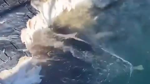 This is a beautiful and charming water-dwelling species