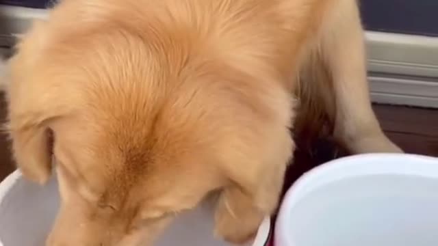 The dog is changing water for his goldfish. #dog