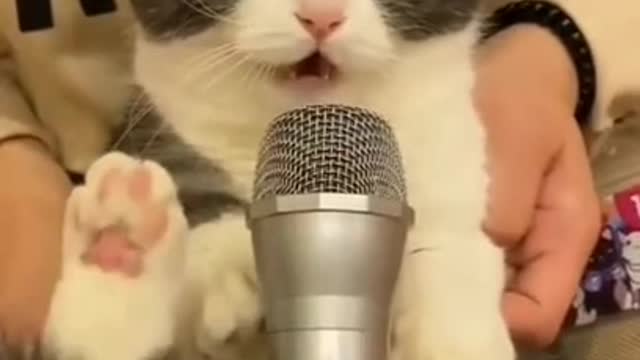 Cats Got Talent !!