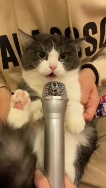 Cats Got Talent !!