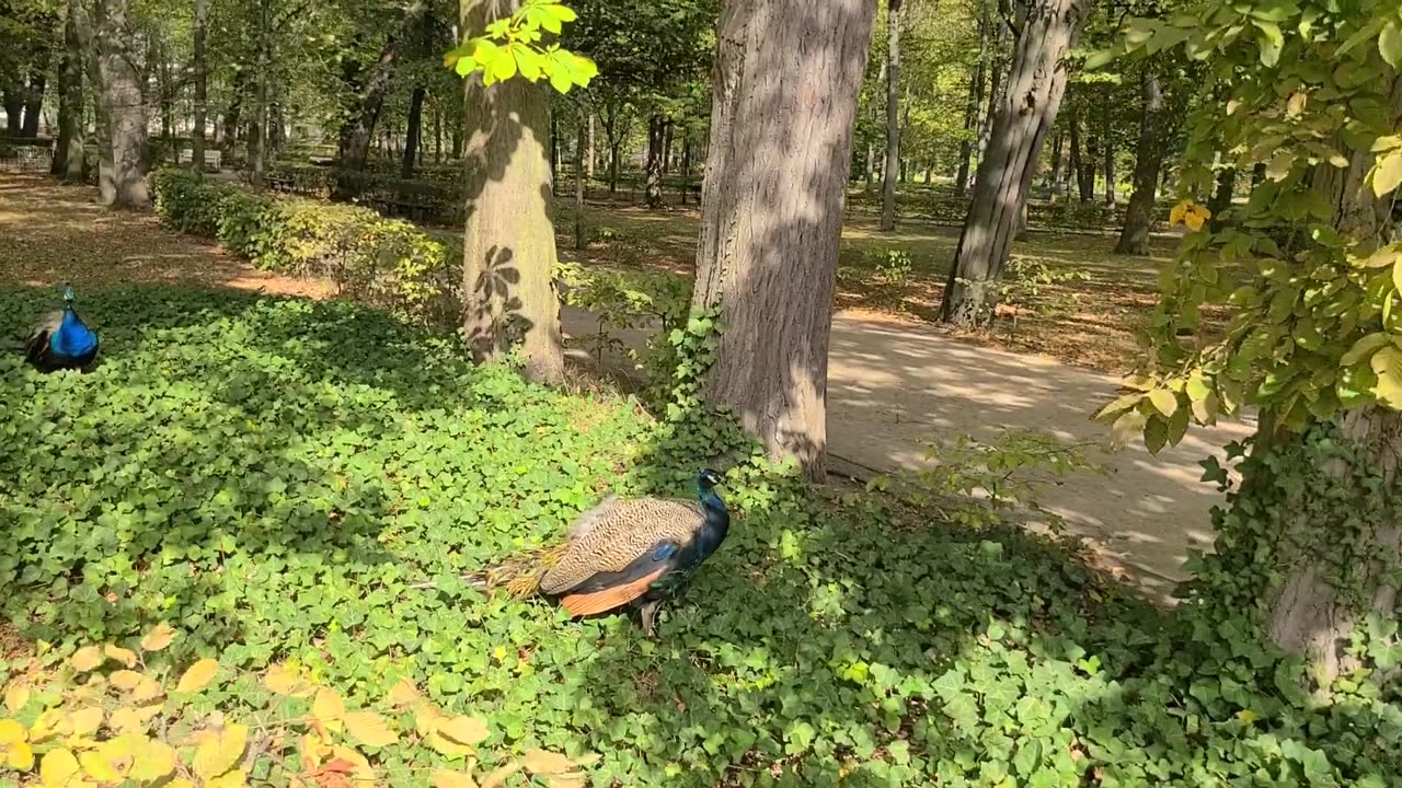 Royal Łazienki Park Museum Warsaw Poland