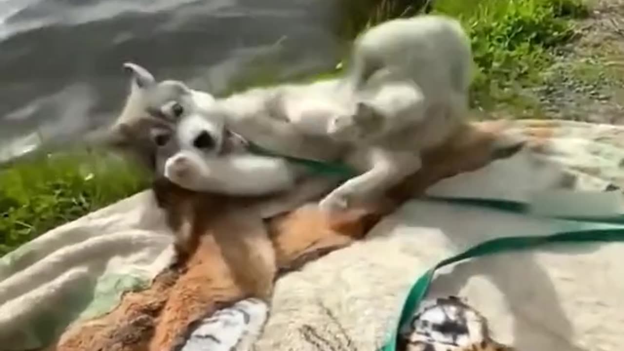 Dog error moment