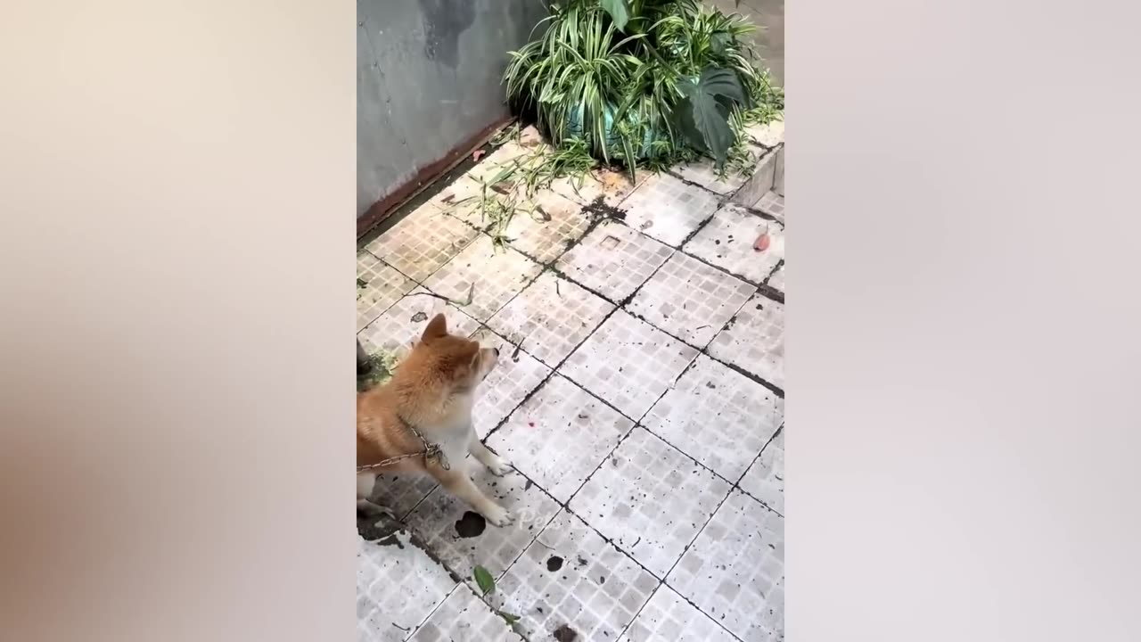 Funny ANIMALS video (7)
