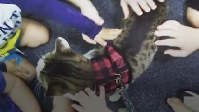 Cat Goes On Special Adventures To Overcome His Shyness | The Dodo