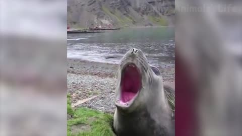 Best Funny Animal Videos Of The 2022