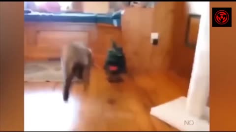 Funny cat moments 😁😆