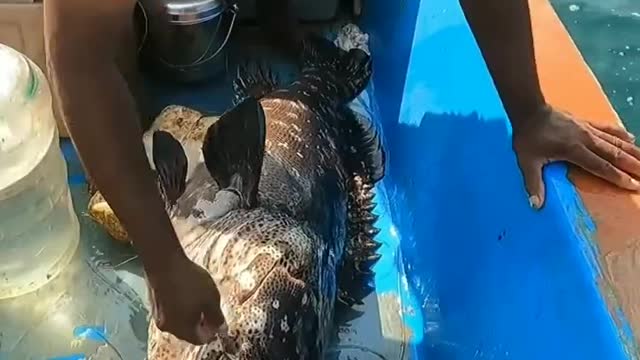 Big Grouper fish catching from the sea🌊🌊#shorts #fishing #grouper_fish