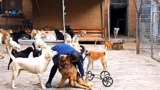 Dogs are more loyal than humans