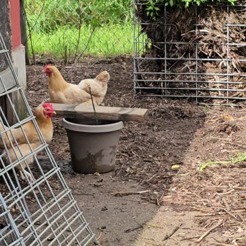 OMC! Noisy hens coming and and going! #backyardchickens #chickenlife #orpington #henchicken #shorts