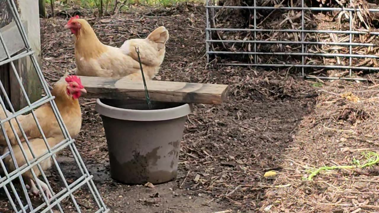 OMC! Noisy hens coming and and going! #backyardchickens #chickenlife #orpington #henchicken #shorts