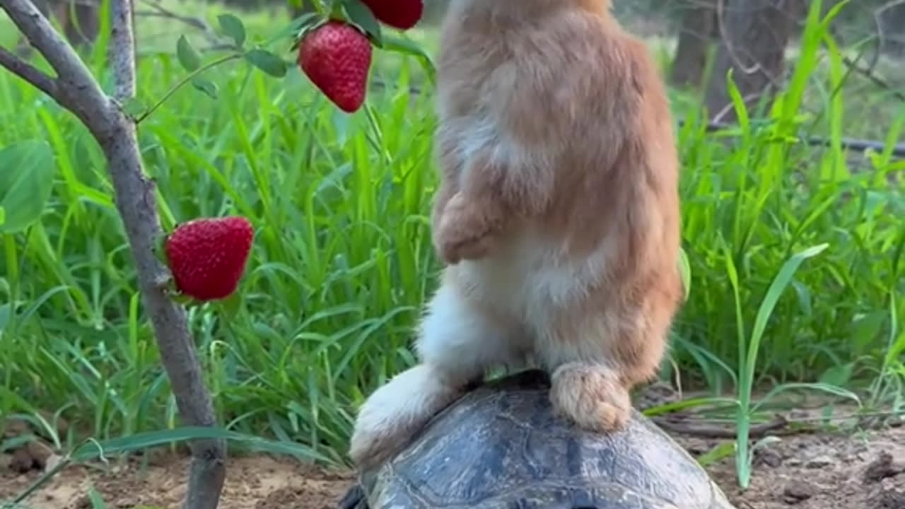 Rabbit and Turtle Friendship 😍🙈😅