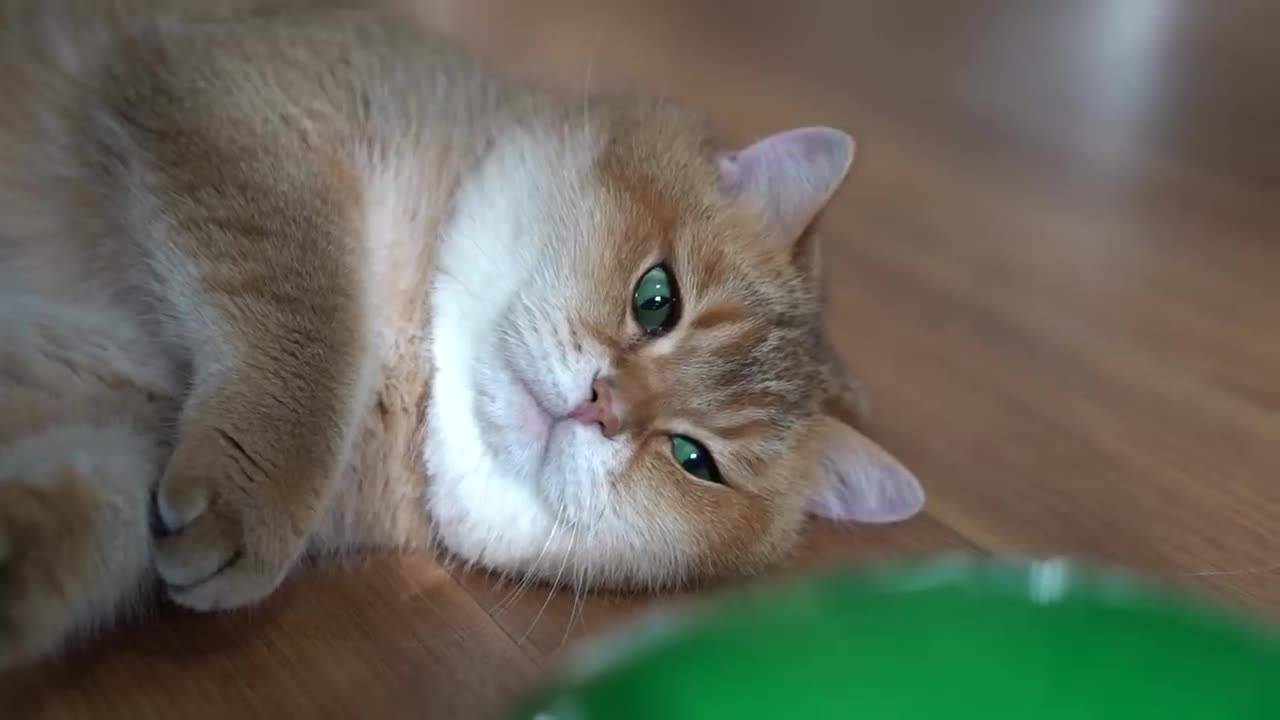 Mouse and Hosico Cat