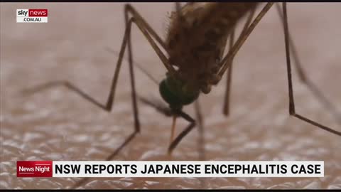 Japanese encephalitis virus infection identified in NSW