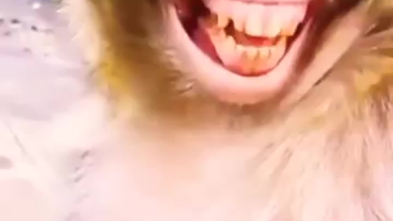 funny laughing monkey