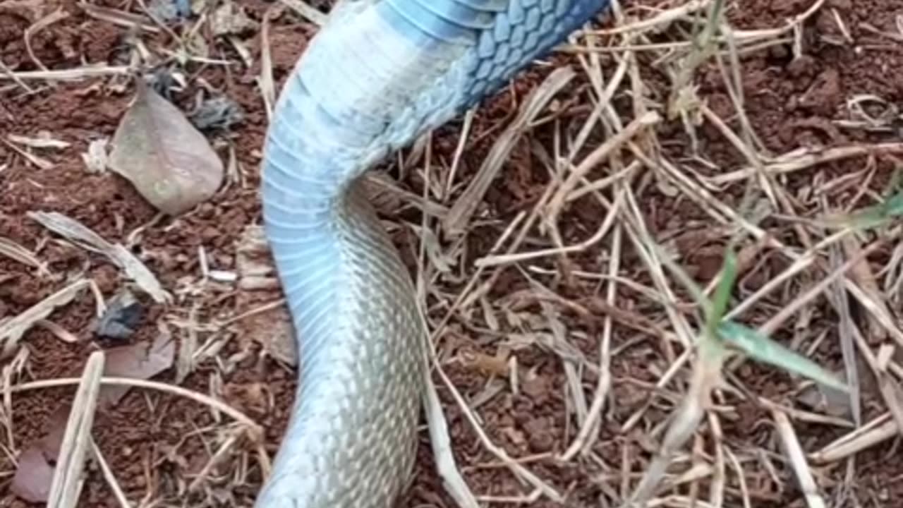 Beautiful poisonous snake.