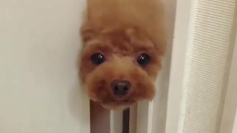 A cute and clever dog.