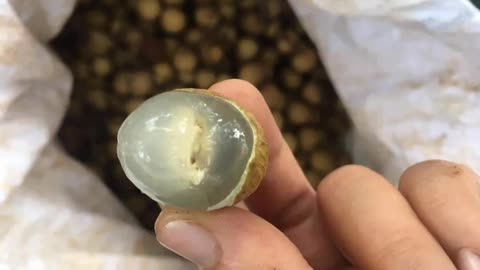 The label is peeled dried seeds in water and the yield is