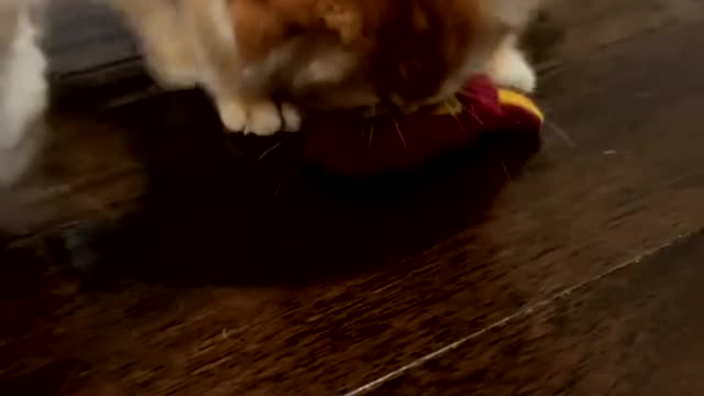 Cat goes down the stairs