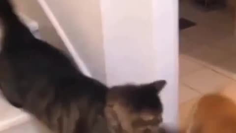 Cats and dogs fighting very funny😂|| Try not to laugh ||#shorts