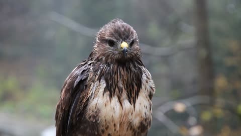 Beautiful hawk