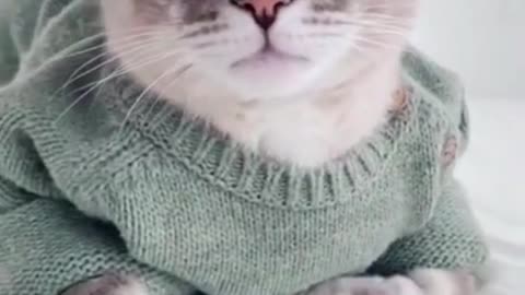 OMG So Cute Cats ♥ Best Funny Cat Videos 2021 #Shorts