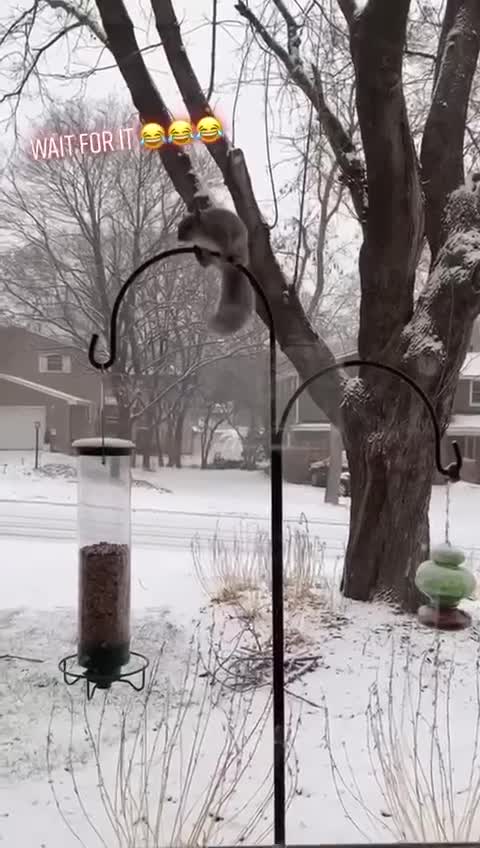 Not today squirrel