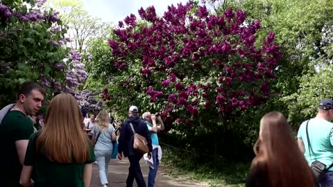 Lilac season offers respite to war-weary Kyiv residents