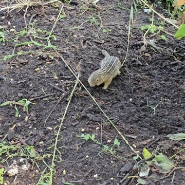 OMC! Little gopher guest star - Eating and foraging gopher inside the chicken run - #gopher #shorts