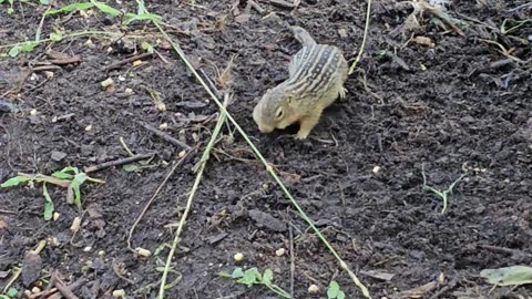 OMC! Little gopher guest star - Eating and foraging gopher inside the chicken run - #gopher #shorts